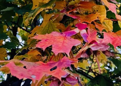 autumn in masuria - funaberia skop